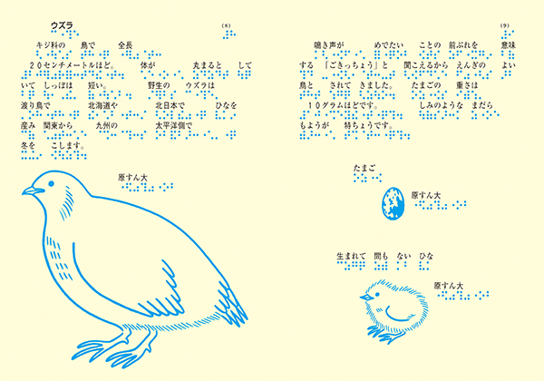 ウズラのページ画像。左ページに原寸大のウズラの絵。右ページにや原寸大の卵と生まれて間もない雛の絵。